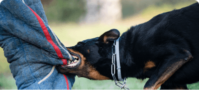 Dog Bite & Animal Attack